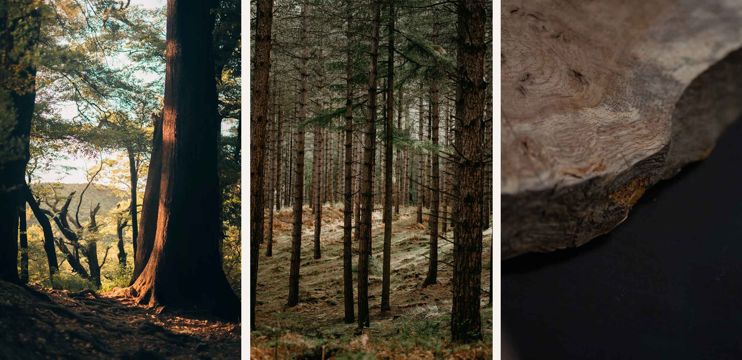 pictures of trees and wany edged timber